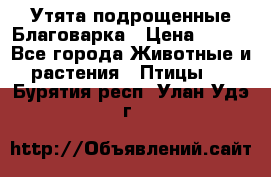 Утята подрощенные Благоварка › Цена ­ 100 - Все города Животные и растения » Птицы   . Бурятия респ.,Улан-Удэ г.